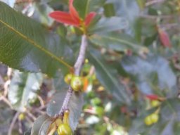 Ochna serrulata red new leaves